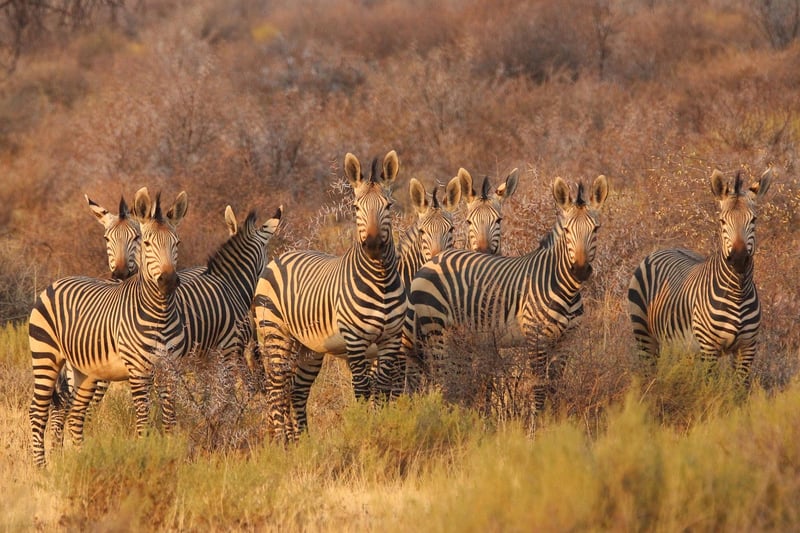 Virtual Wildlife Safari